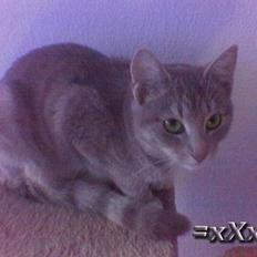 Blanding af racer Emma