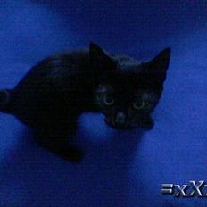 Blanding af racer Frederik