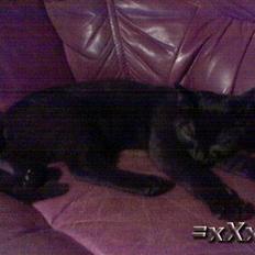 Blanding af racer Frederik