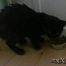 Blanding af racer Frederik