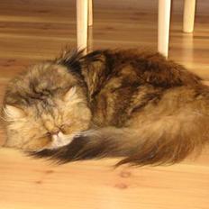 Perser Gipsyprides Gotti "Smalf"