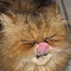 Perser Gipsyprides Gotti "Smalf"