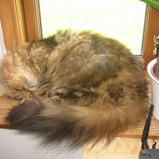 Perser Gipsyprides Gotti "Smalf"