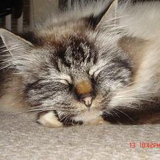 Hellig Birma EinsteinDØD :'(