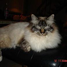 Hellig Birma EinsteinDØD :'(