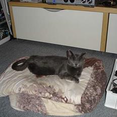 Blanding af racer Mille