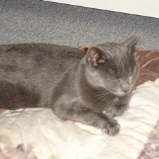 Blanding af racer Mille