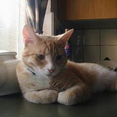 Huskat Rita (misse lange hale)