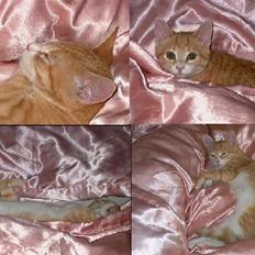 Huskat Rita (misse lange hale)