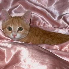 Huskat Rita (misse lange hale)