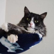 Blanding af racer Felix - R.I.P november 2010