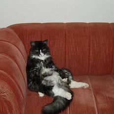 Blanding af racer Felix - R.I.P november 2010