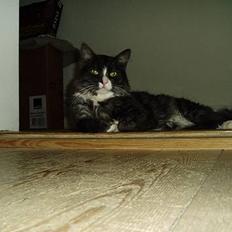 Blanding af racer Felix - R.I.P november 2010