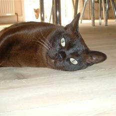 Burmeser Isis of Magicat Dk