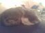Blanding af racer maincoon/Perser( Nesquik)
