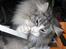Norsk Skovkat Fluffy