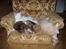 Maine Coon Lion Heart