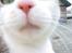 Blanding af racer Rosa {Rossi} <'3 - ; to close? :D - verdens bedste kat <3