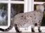 Bengal Trillo