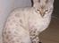 Bengal Trillo