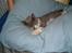 Blanding af racer Sweety - nusse nusse. sweety som lille 