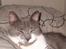 Blanding af racer Sweety - stille jeg sover 