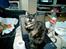 Huskat Angel #R.I.P# - Her siger jeg til mor at hun ikke skal lave lektier, men ryde op. (den gamle lejlighed)