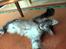 Maine Coon silver