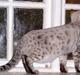 Bengal Trillo