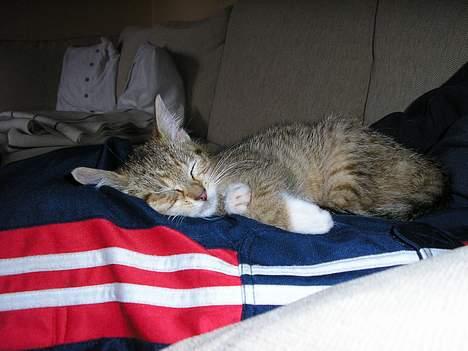 Blanding af racer Nala - ZzZz ZzZz... er man blevet lidt træt? billede 1