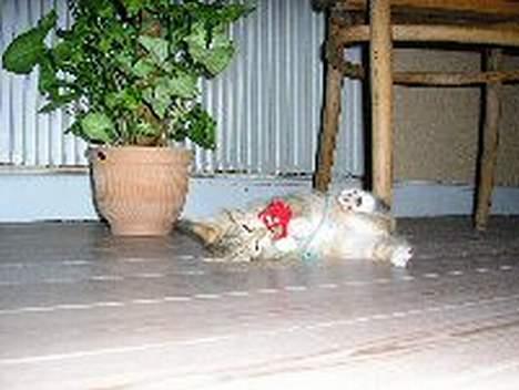 Blanding af racer Nala - sådan så han ud lige da vi fik ham... er han ikke nuttet når han leger? billede 2