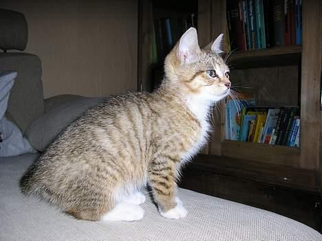 Blanding af racer Nala - jarh... der har vi min lille Simba ;) han tror da i hvert fald han er fra løvernes konge... billede 3