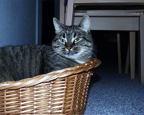 Blanding af racer Pjevs ( er desværre død) billede 9