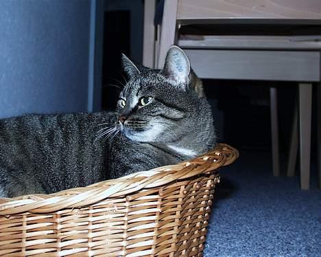 Blanding af racer Pjevs ( er desværre død) billede 10