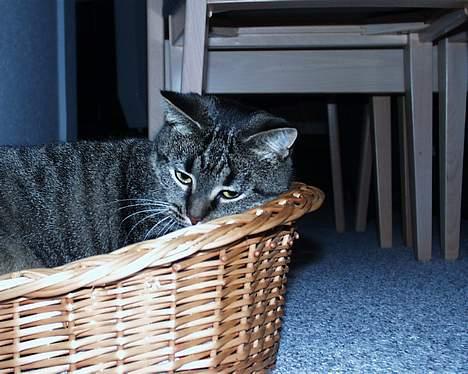 Blanding af racer Pjevs ( er desværre død) billede 11