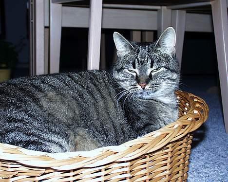 Blanding af racer Pjevs ( er desværre død) billede 12