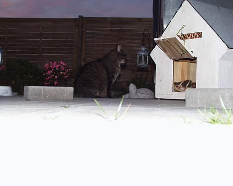 Blanding af racer Pjevs ( er desværre død) billede 13