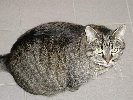 Blanding af racer Pjevs ( er desværre død) billede 14