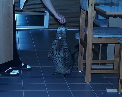 Blanding af racer Pjevs ( er desværre død) billede 16