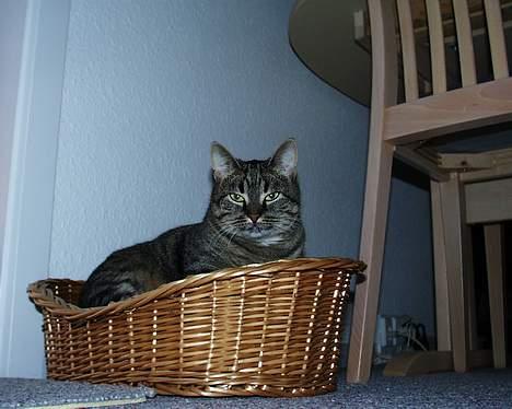 Blanding af racer Pjevs ( er desværre død) billede 17