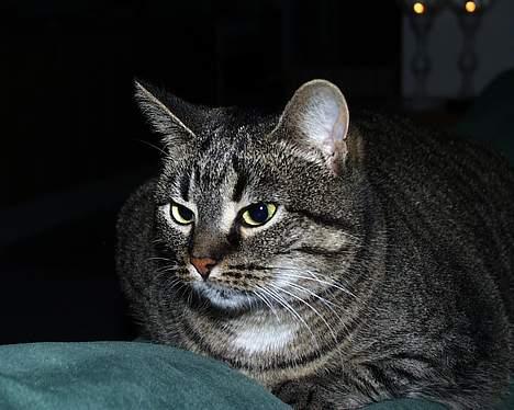 Blanding af racer Pjevs ( er desværre død) billede 18