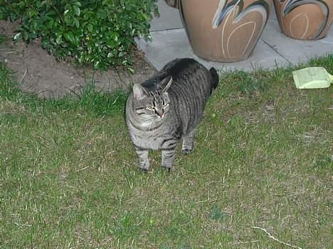 Blanding af racer Pjevs ( er desværre død) billede 19