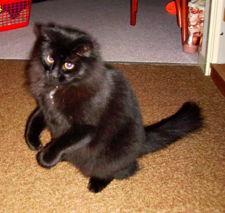 Norsk Skovkat Gismo  - 25 - 1 - 07 billede 9