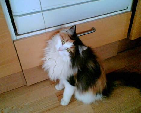 Blanding af racer † Nønne † - sådan noget engle fims, er hvis godt og lege med? billede 7