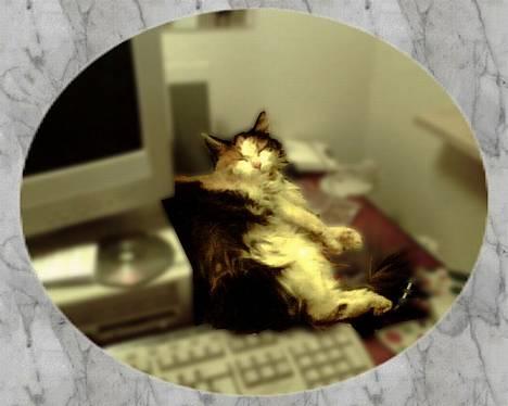 Blanding af racer † Nønne † - Øhh? her lå man bestemt godt billede 8