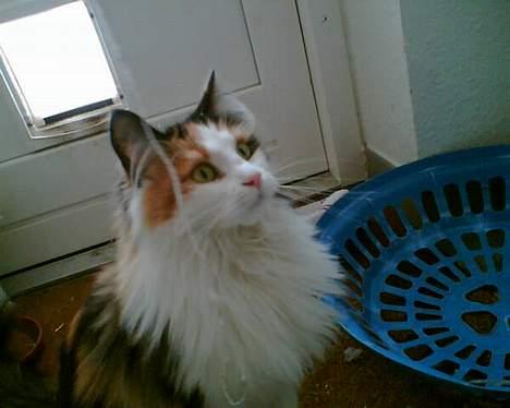 Blanding af racer † Nønne † - HmM? billede 9