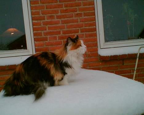 Blanding af racer † Nønne † - Havebord billede 10