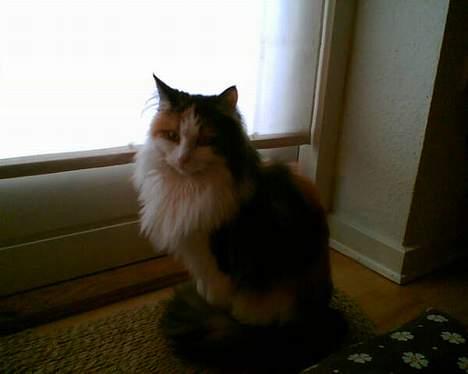 Blanding af racer † Nønne † - Så vil jeg godt ud igen! billede 11