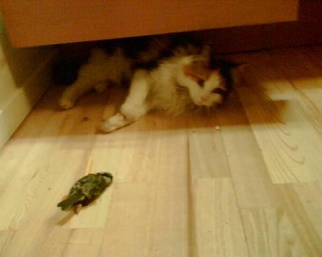 Blanding af racer † Nønne † - Død fugl, mums lad mig uforske den..  billede 12