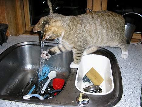 Blanding af racer Nala - jaaa... jeg viste ikke at katte var så glade for vand ;) billede 4